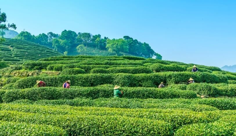 中國(guó)茶葉進(jìn)出口貿(mào)易數(shù)據(jù)分析