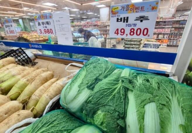 進口中國白菜