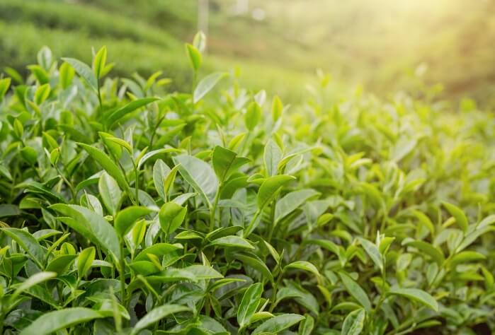 中國出口茶葉
