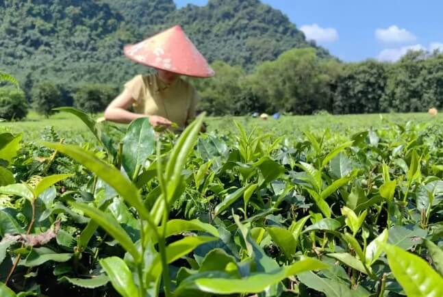 tea 出口數(shù)據(jù)